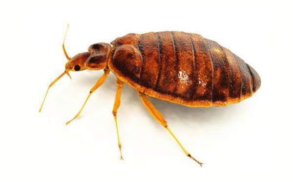 Can you wash bed bugs out of clothes?