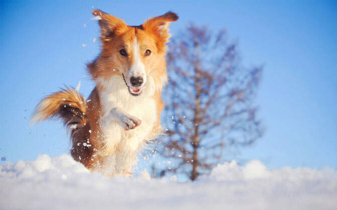 holidays-tips-for-pet-owners