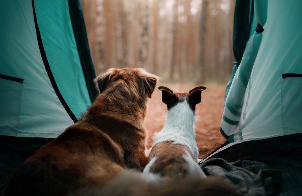 camping with dogs