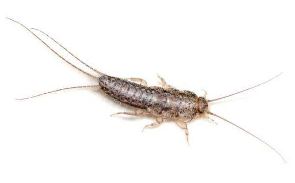 silverfish