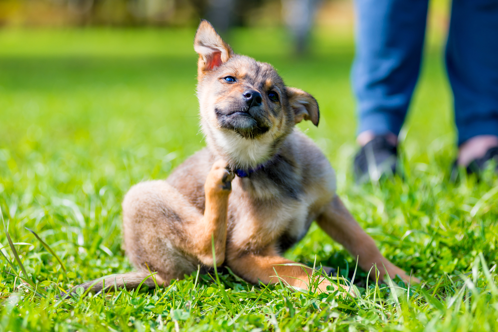 Knowing what a flea bite or infestation looks like is essential to the health of your dog.