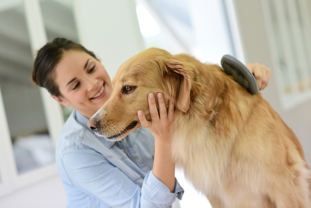 what does dandruff look like on dogs