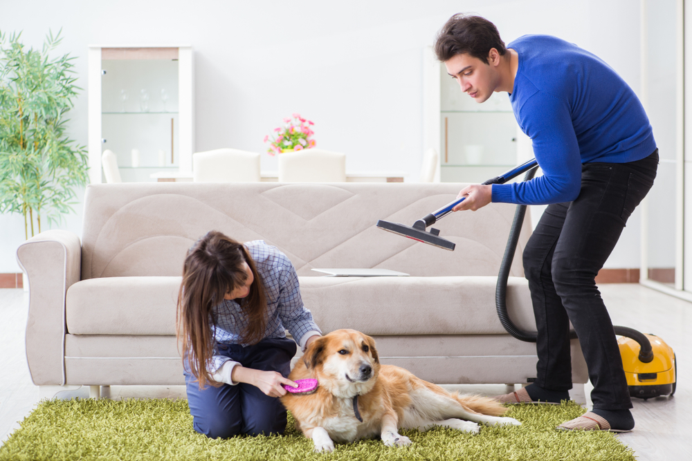 How To Get Rid Of Fleas In Carpet