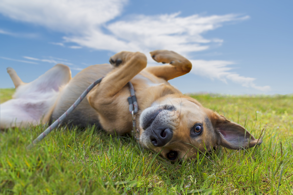 Happy dog rolls in the summer grass