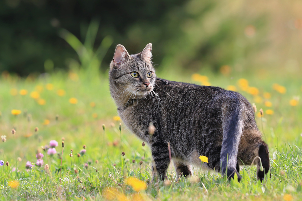 Best Flea Treatment for Outdoor Cats: How to Protect Your Feline Friends