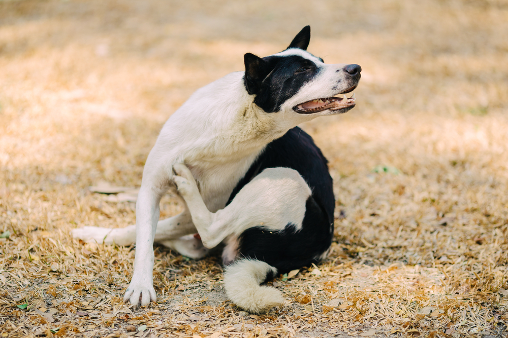 A dog with flea allergy dermatitis