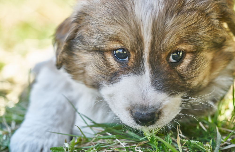Flea and Tick Prevention for Puppies A New Pet Parent Guide