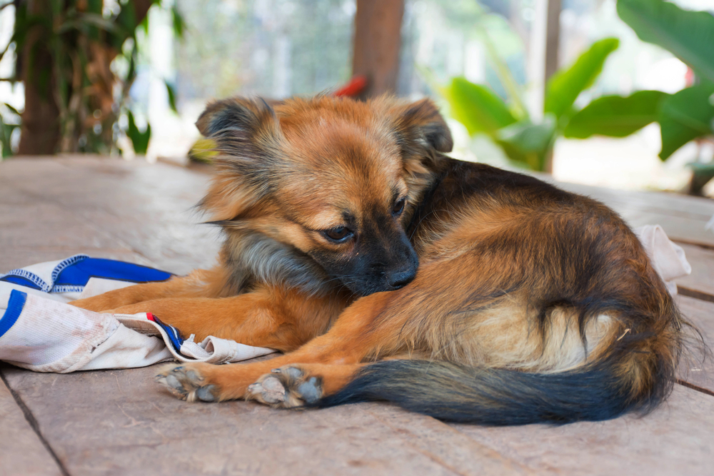 are cat allergies more common than dogs