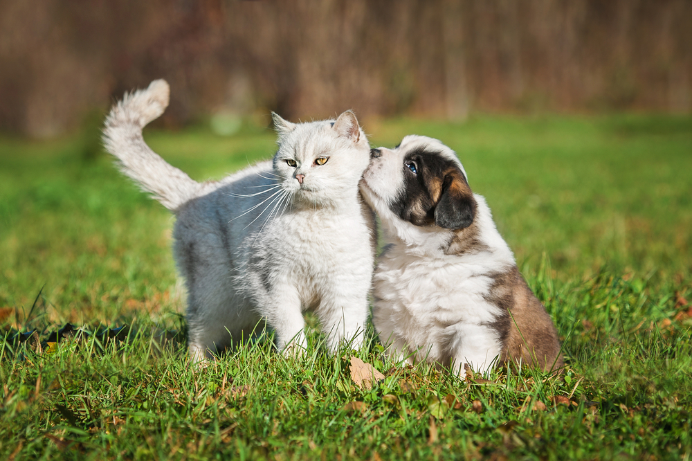 With three easy steps, you can protect your pet—cat or dog—from fleas and ticks.