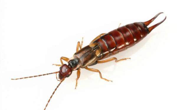 The Full Truth About Earwigs Crawling In Ears