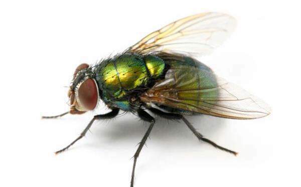 Flies | Insect Facts | Adams™