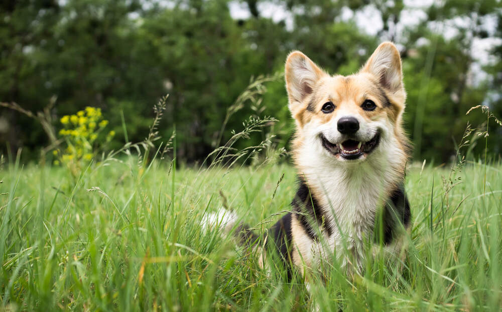 Protect your dogs from heartworm when they're outside.