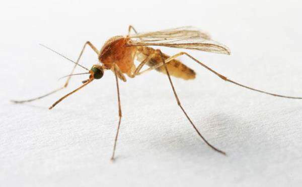 Mosquitoes are annoying, they bite, and they are noisy. If you'd like to get rid of mosquitoes, here are some handy tips.