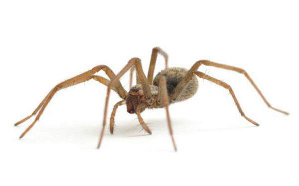 Your Guide to Spiders: Facts, Types, Bites and Treatment