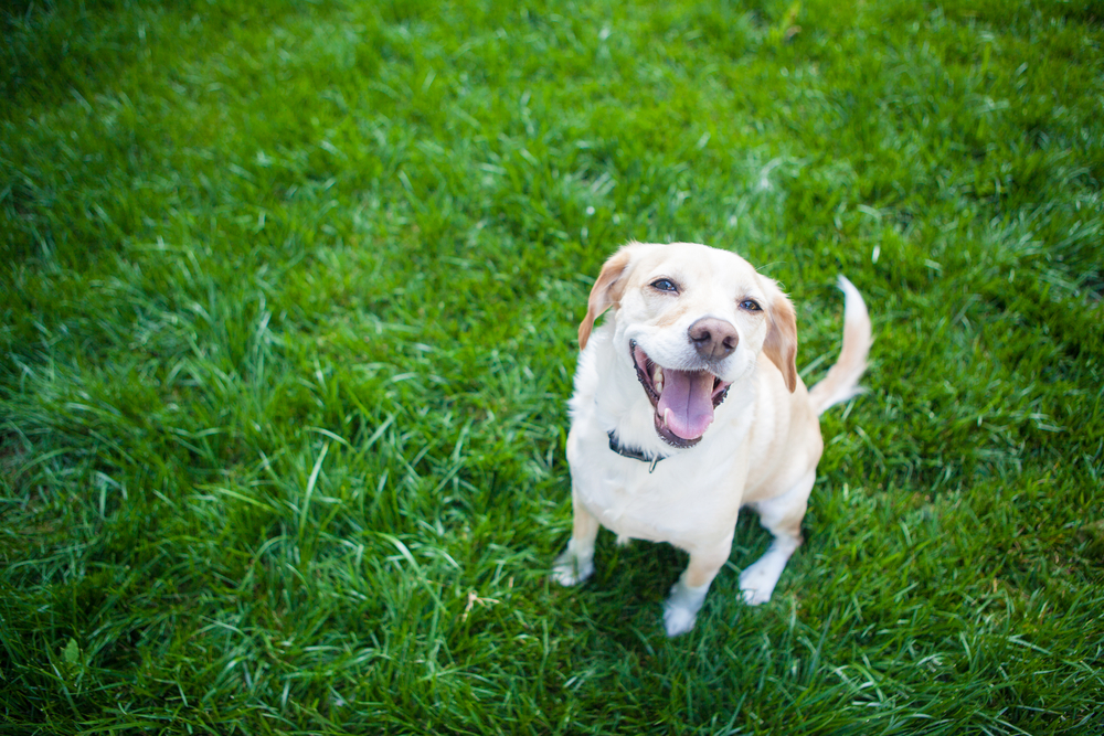 Can Mosquitoes Bite Labradors