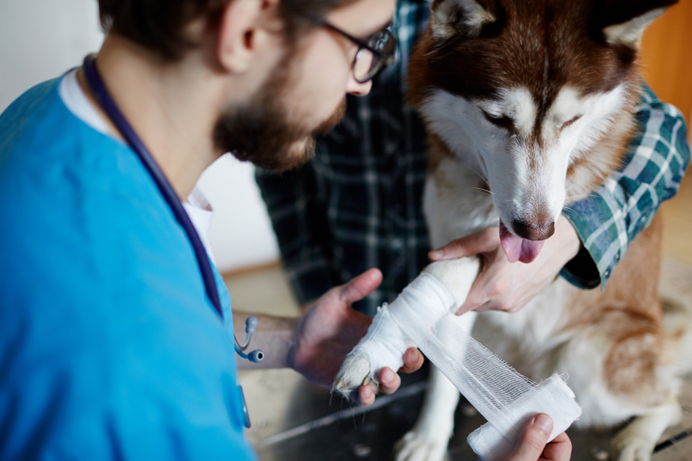 How to Become a Dog First Aid Expert: Essential Guide