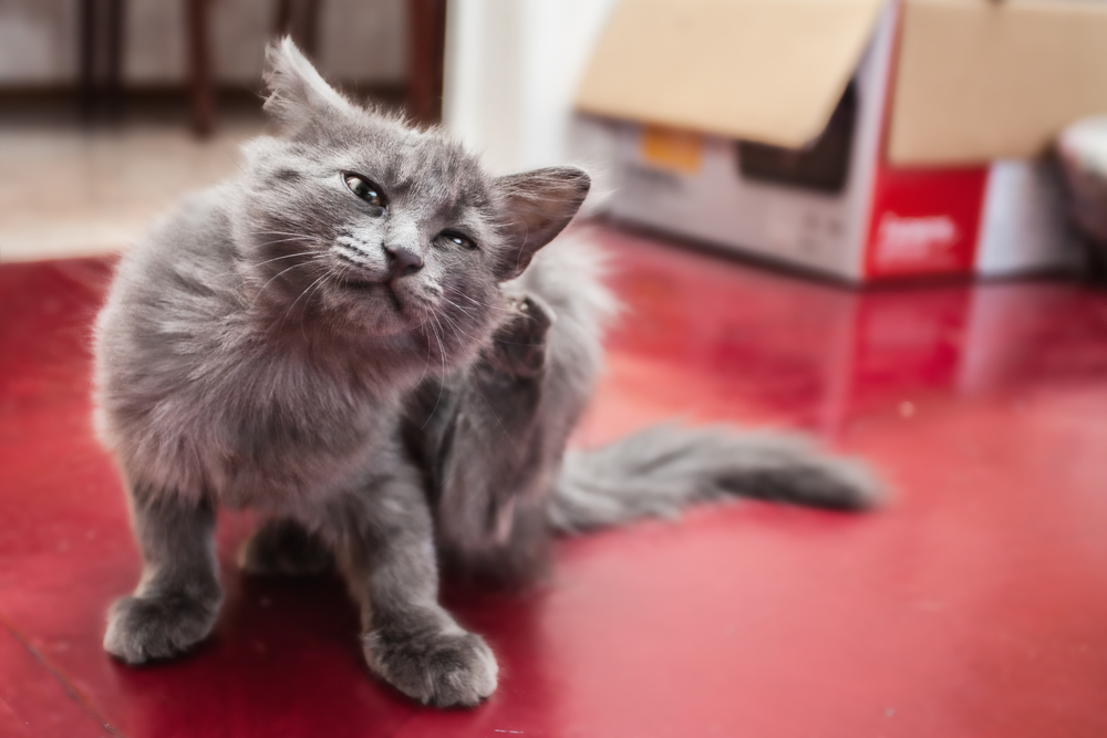 How To Get Rid of Fleas on Kittens Adams™