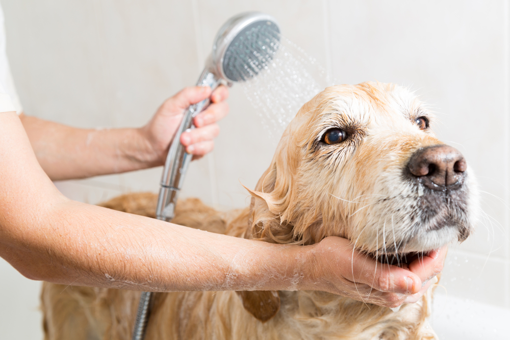 Grooming and washing your dog can be a great bonding moment.