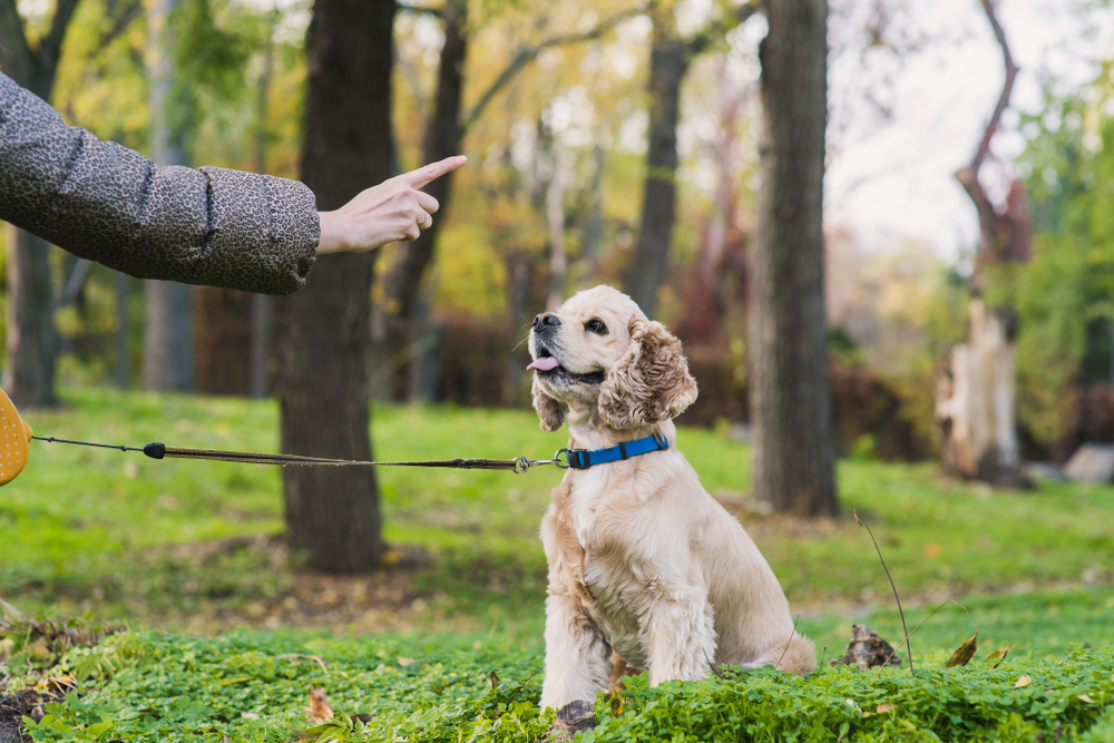 Your dog is never too old to learn the most basic tricks. And the training process can be a real bonding moment for the two of you.
