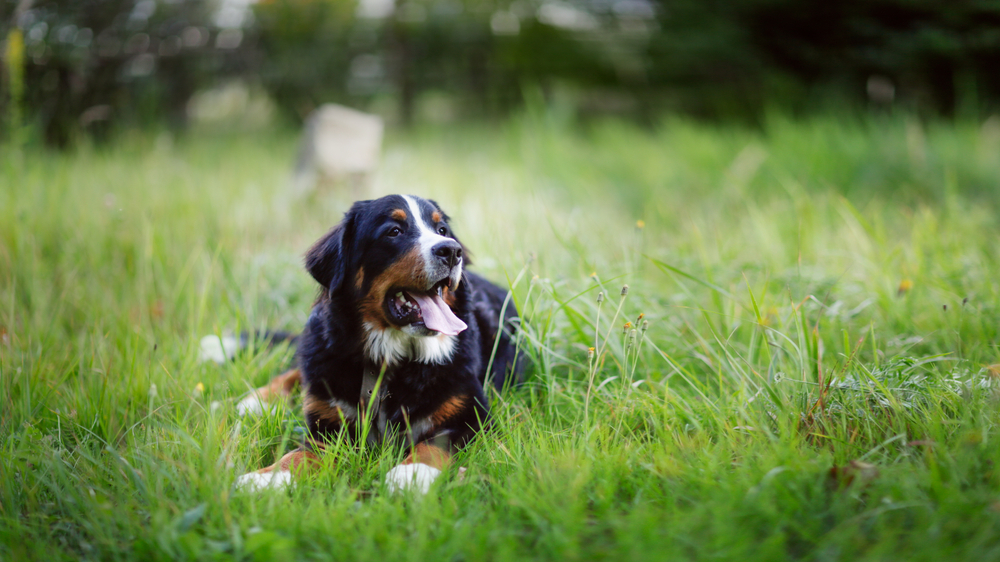 Happy Bernese mountain dog relaxes on the lawn, free from backyard ticks.
