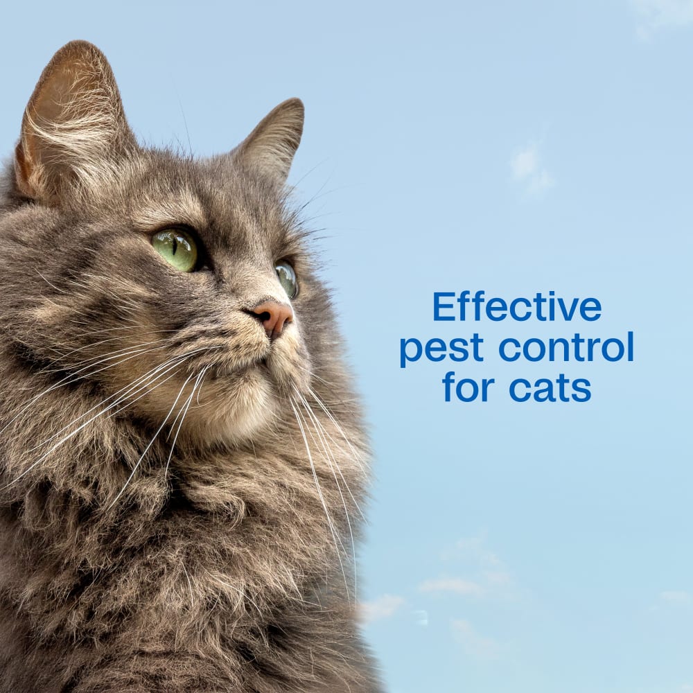 Effective pest control for cats