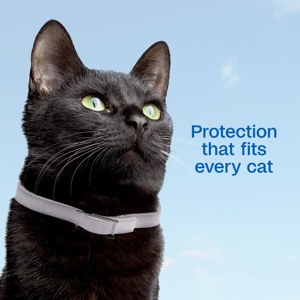 Protection that fits every cat